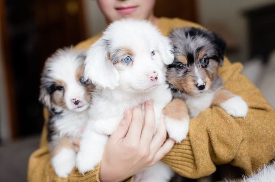 Australian Shepherds Puppies for Sale