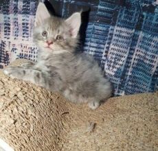 Available Maine Coon Kittens