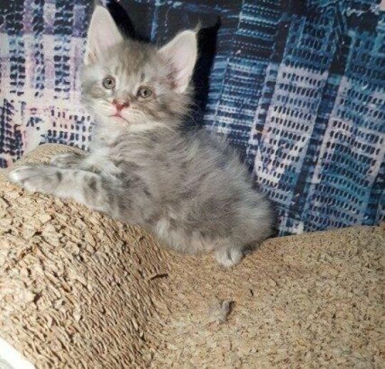 Available Maine Coon Kittens