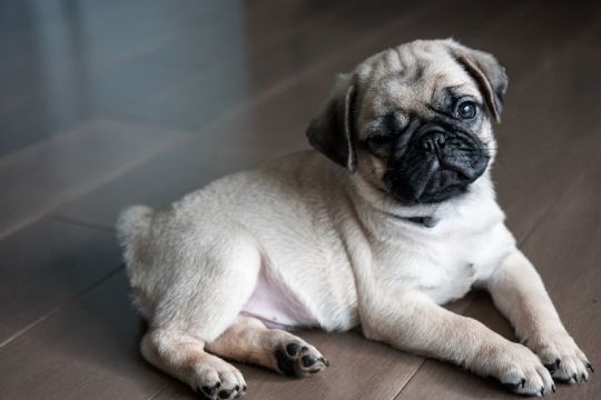 Available Male & Female Pug Puppies!!