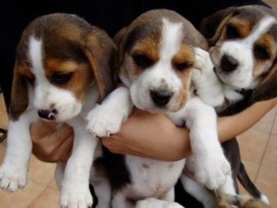 Awesome beagle puppies fro sale.