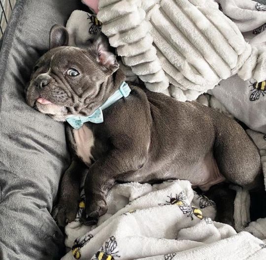 Awesome French Bull dog puppies