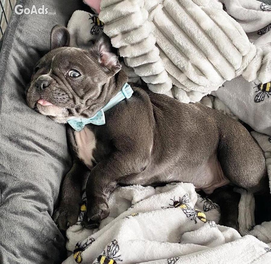 Awesome French Bull dog 