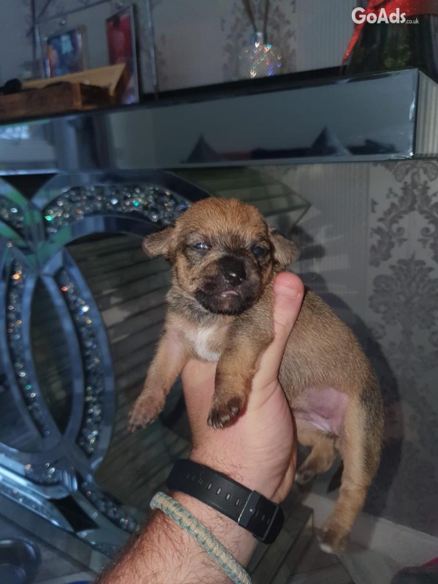 BEAUTIFUL CHIHUAHUA PUPS