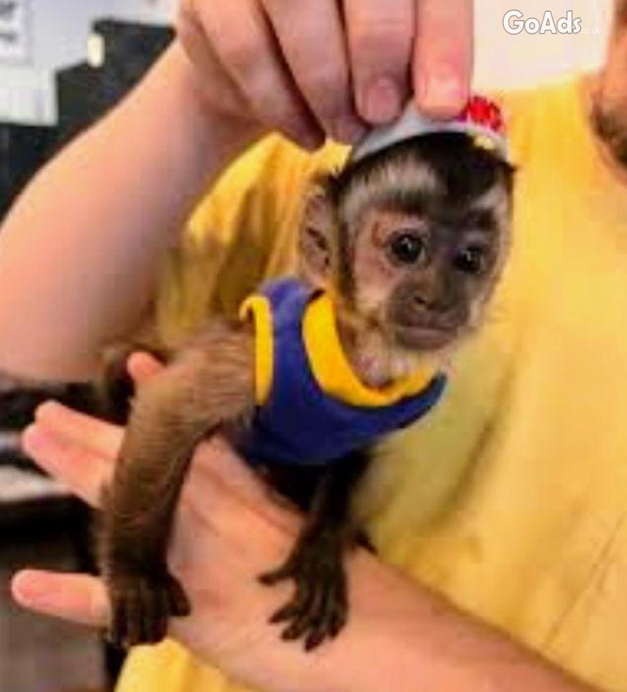 BABY CAPUCHIN MONKEY FOR SALE
