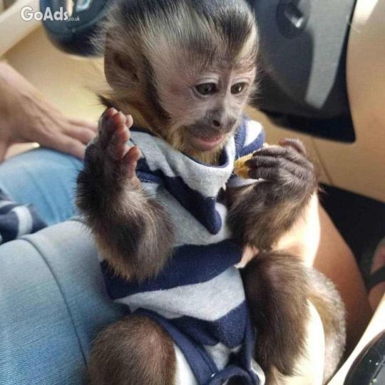 Baby capuchin monkey for sale