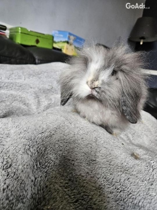 Baby lionhead lop mix bucks, 12 weeks