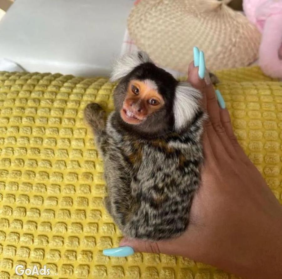 Baby marmoset monkey for sale