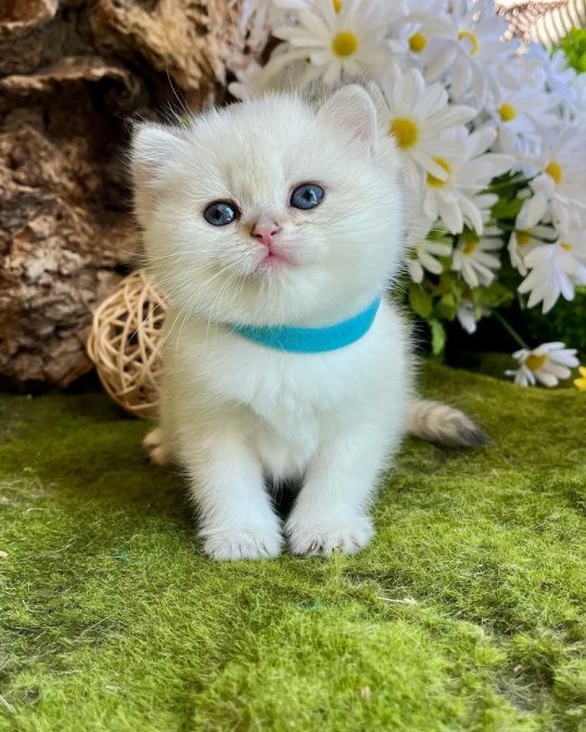 Baby munchkin cat