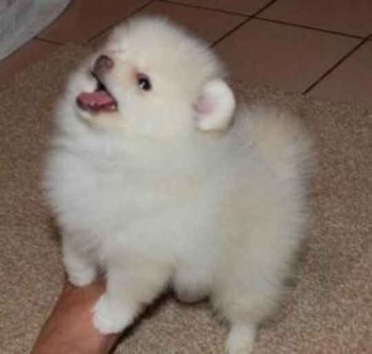 Baby pomeranian pup for adoption