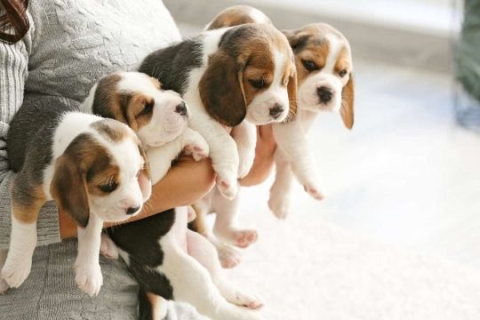 Beagle Puppies for Adoption