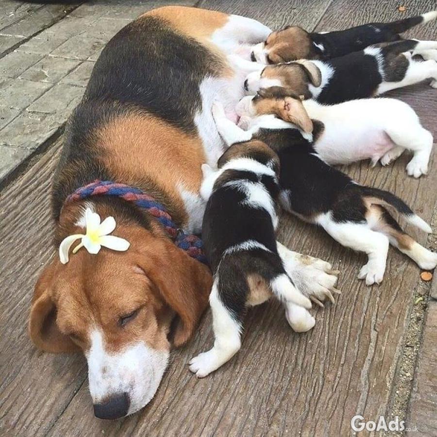 Beagle puppies for new homes 