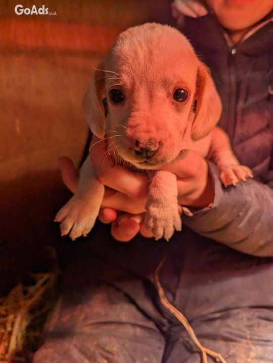 Beagle puppies for sale