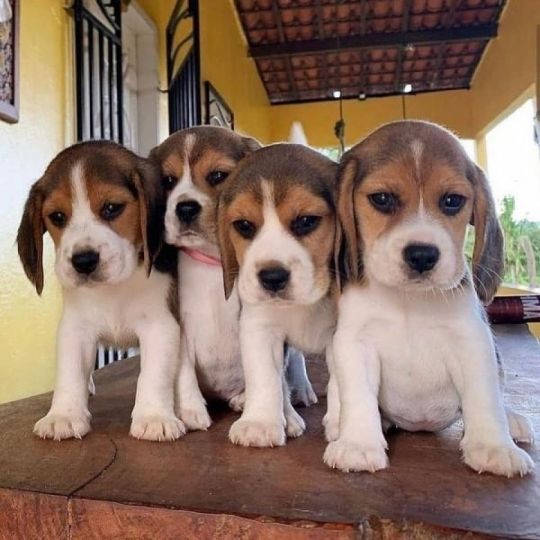 Beagle puppies.