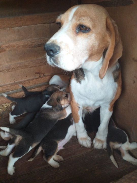 Beagle puppies