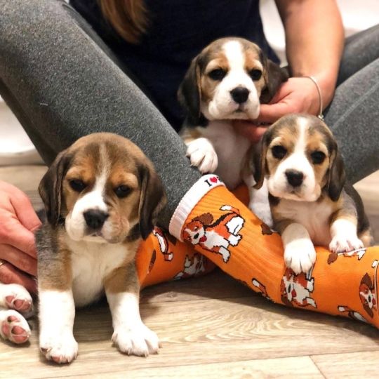 Beagles puppies