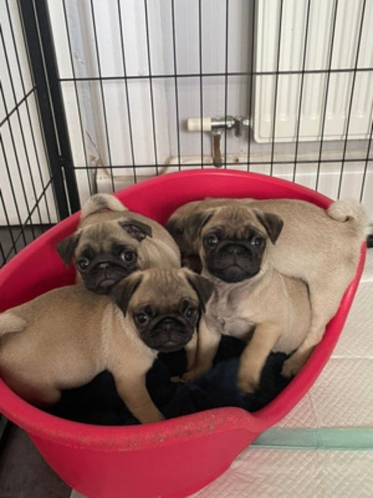 Beautful pug puppies for sale