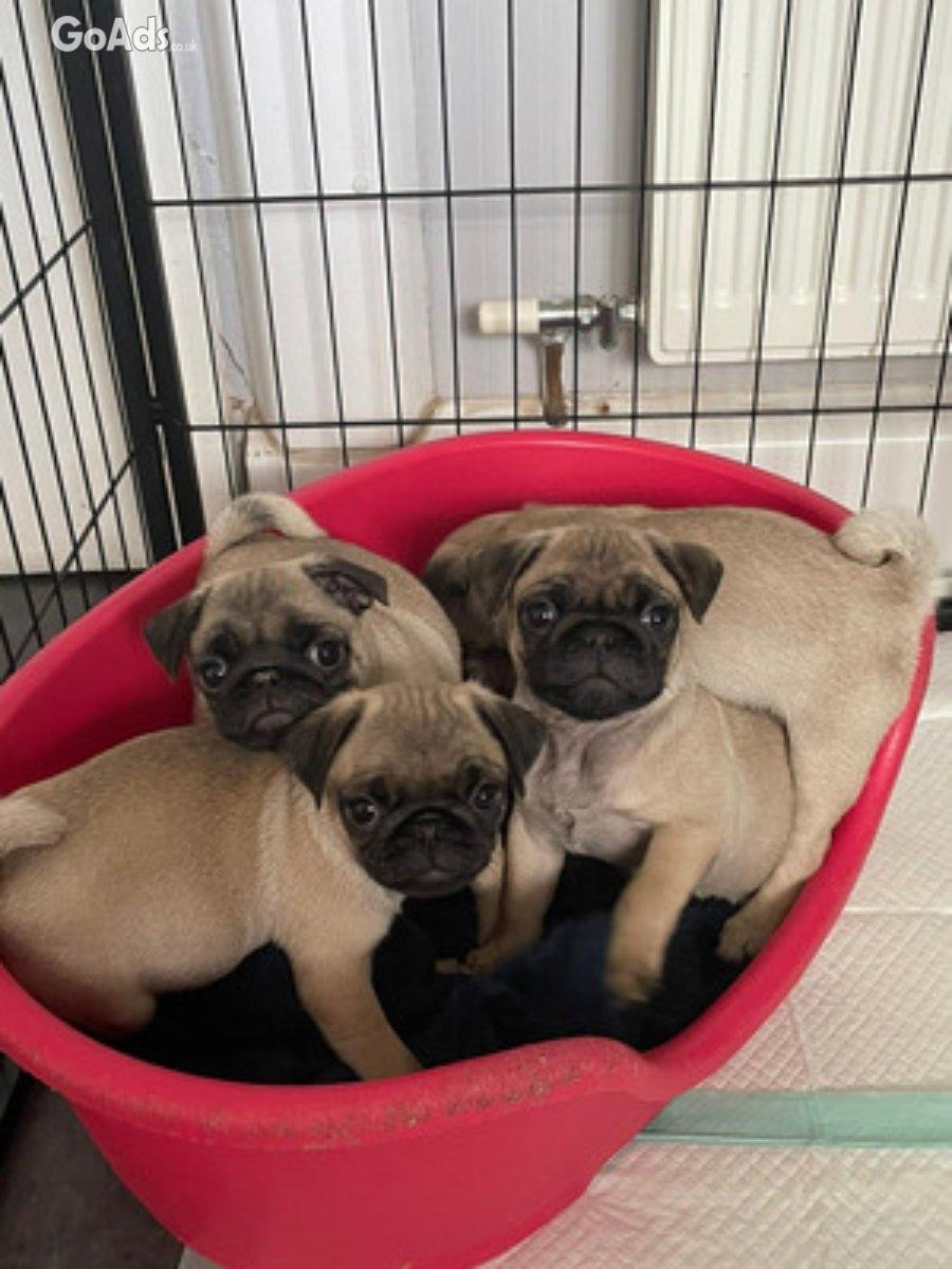 Beautful pug puppies for sale