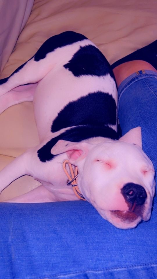 Beautiful 11 week old roxy❤️
