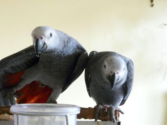 Beautiful African Grey parrots