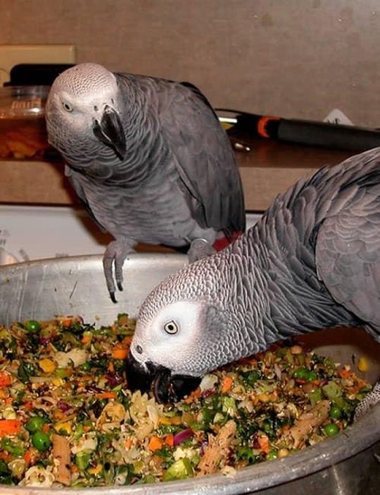 Beautiful African greys parrots