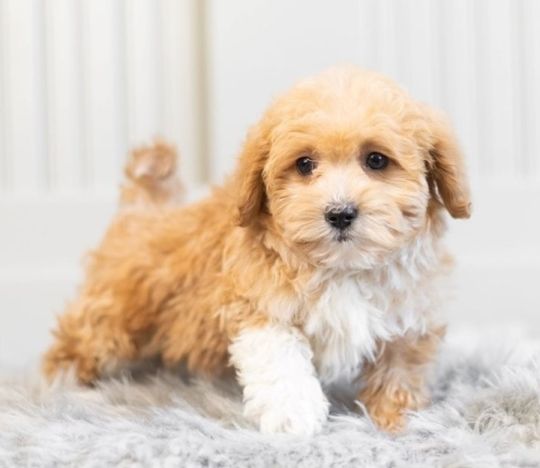 Beautiful And Adorable puppies for sale