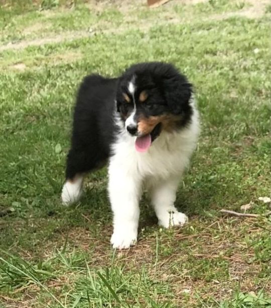 Beautiful Australian Shepherd Puppies for sale.