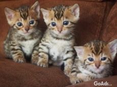 Beautiful Bengal kittens available