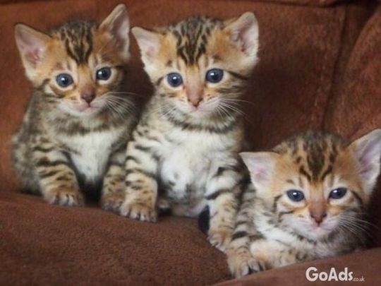 Beautiful Bengal kittens available