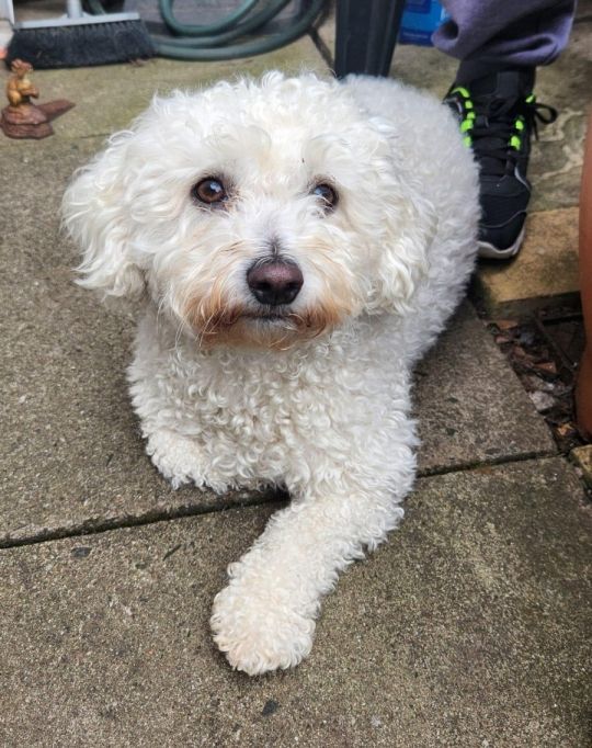 Beautiful Bichon Frise Puppies due end of July
