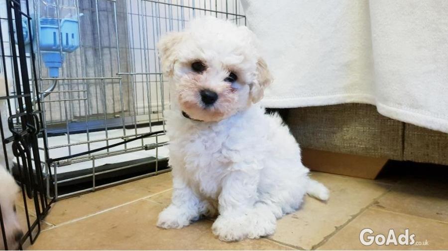Beautiful bichon Frise Puppies for sale