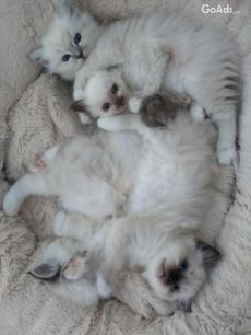Beautiful Birman Kittens