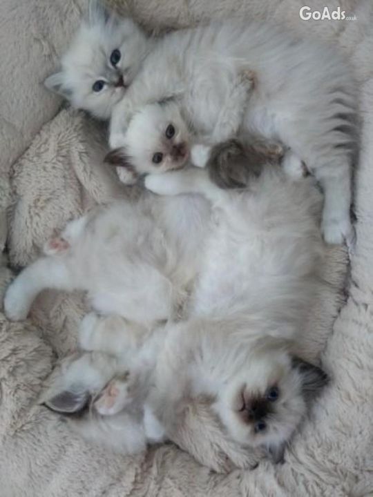 Beautiful Birman Kittens