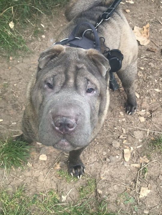 Beautiful blue shar pei