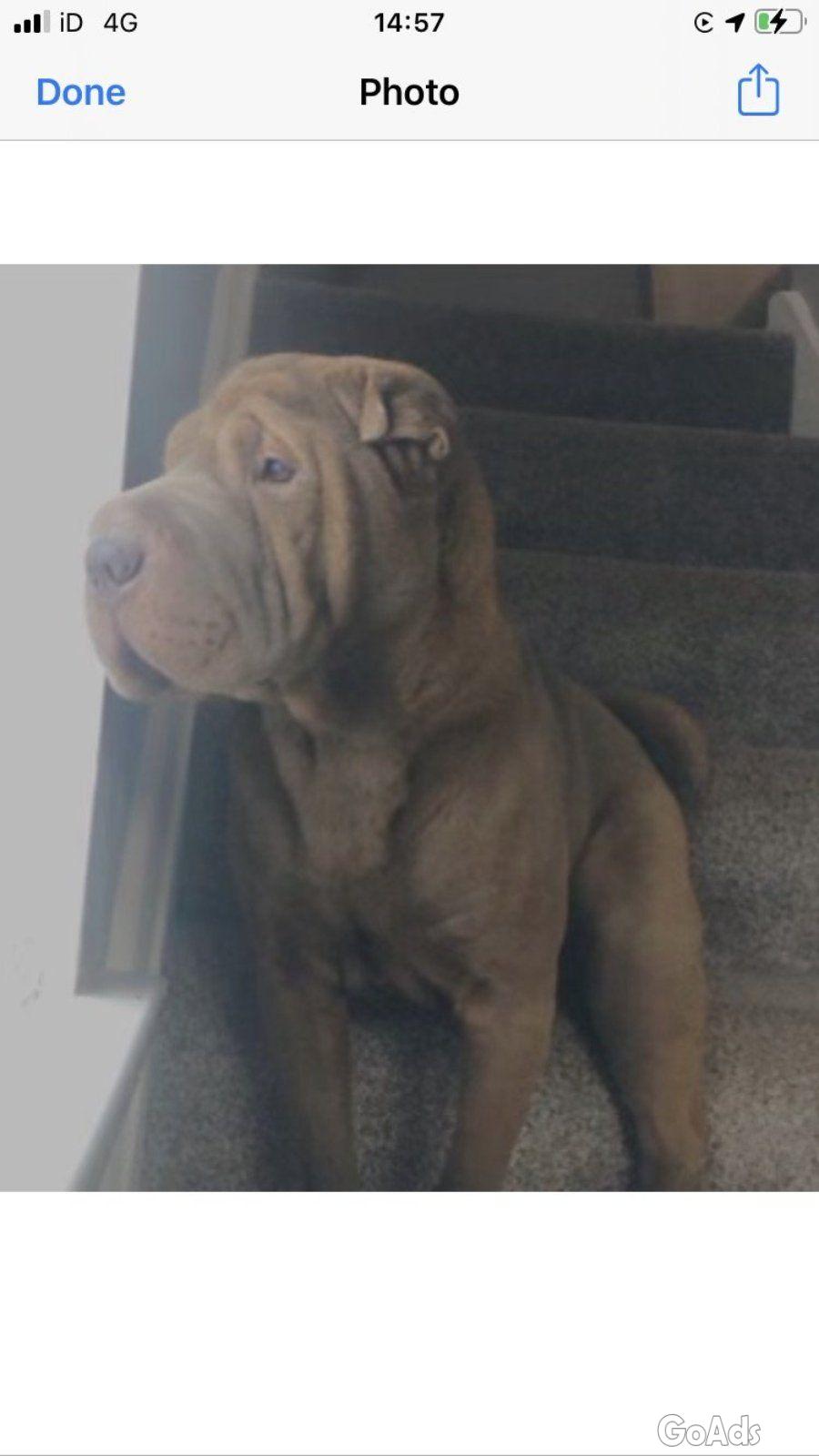Beautiful blue shar pei