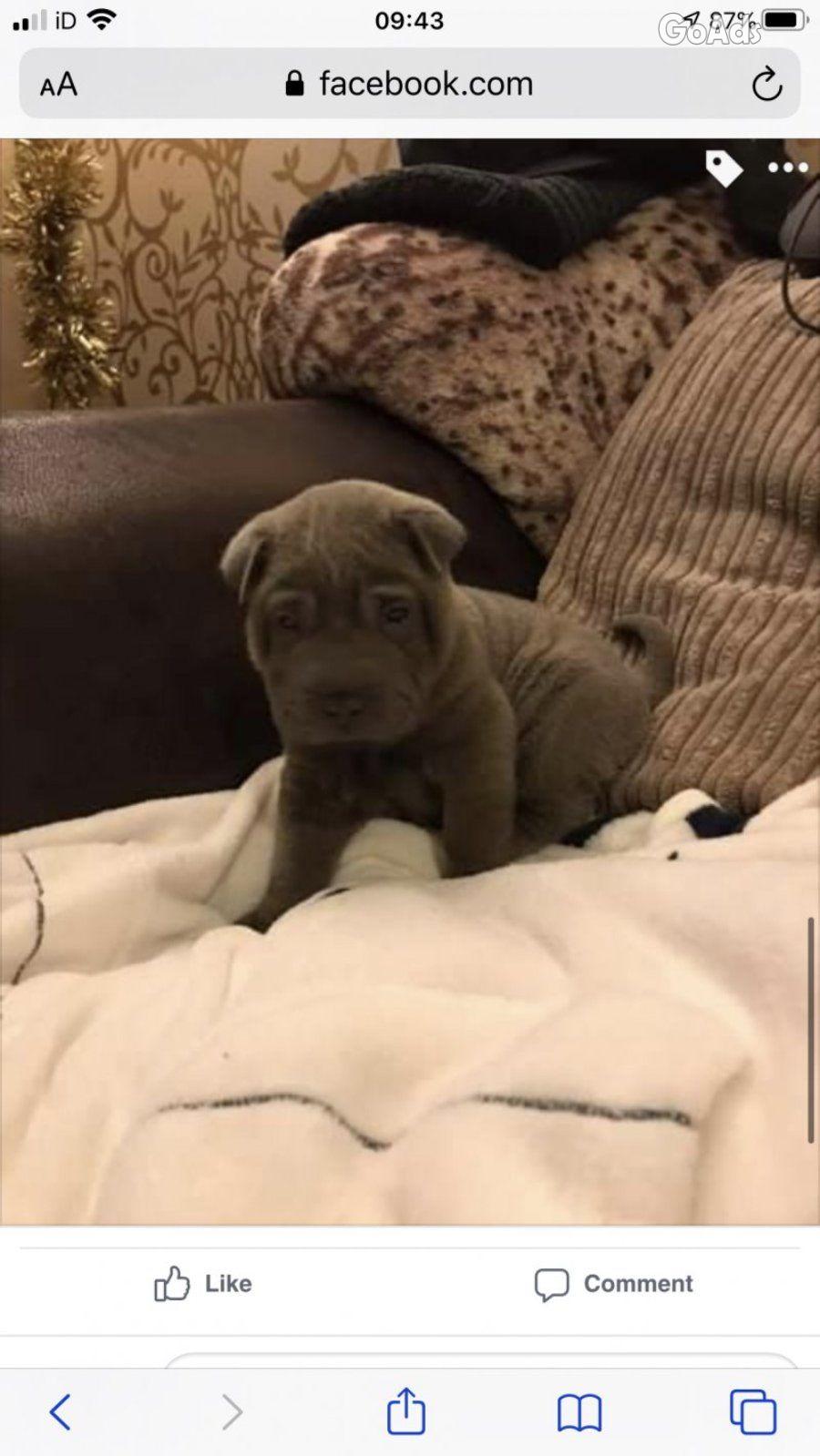 Beautiful blue shar pei