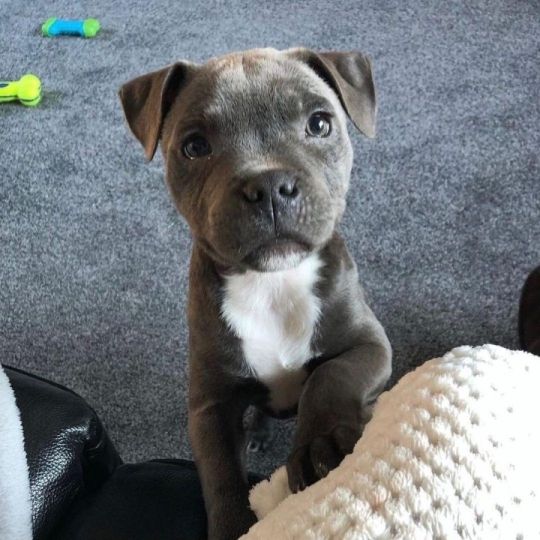 Beautiful Blue Staffordshire Bull Terriers Puppies