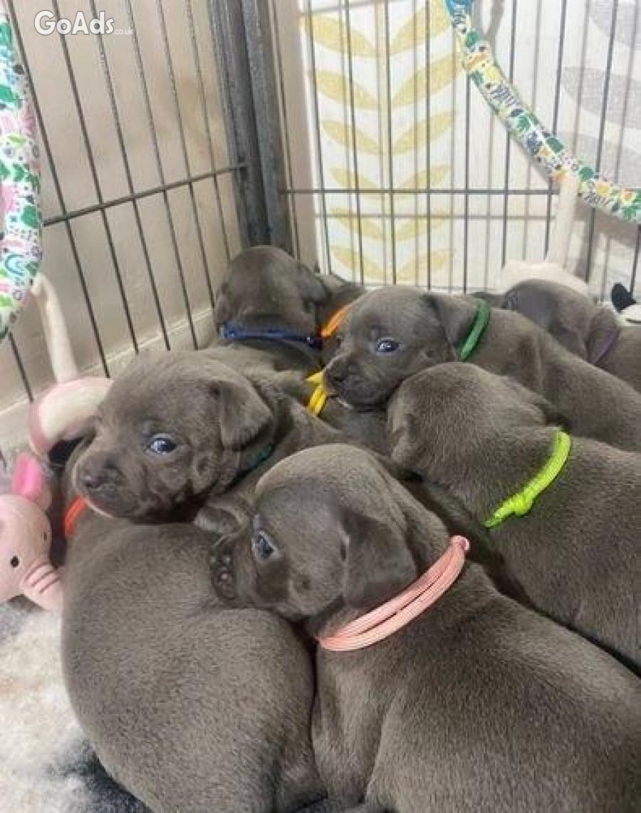 Beautiful blue staffy puppies for sale!
