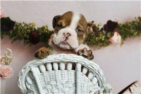 Beautiful British bulldog for sale