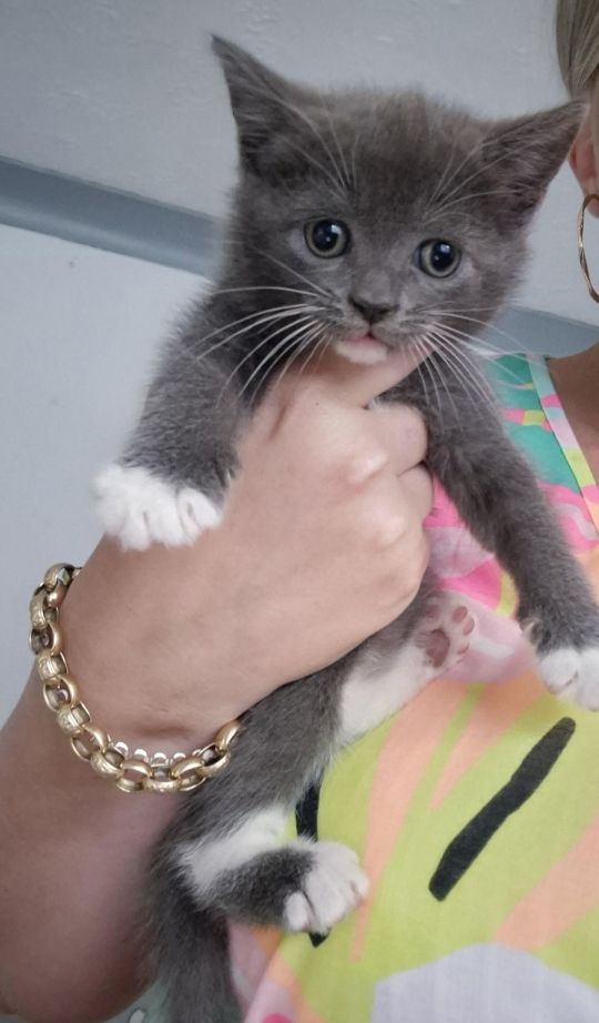 Beautiful British shorthair kittens