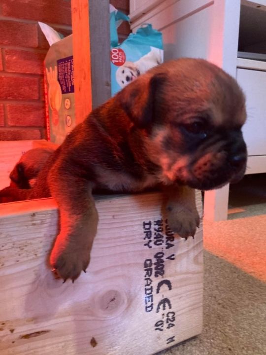 Beautiful Bulldog x Rottweiler puppies