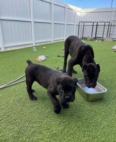 Beautiful Cane corso puppies