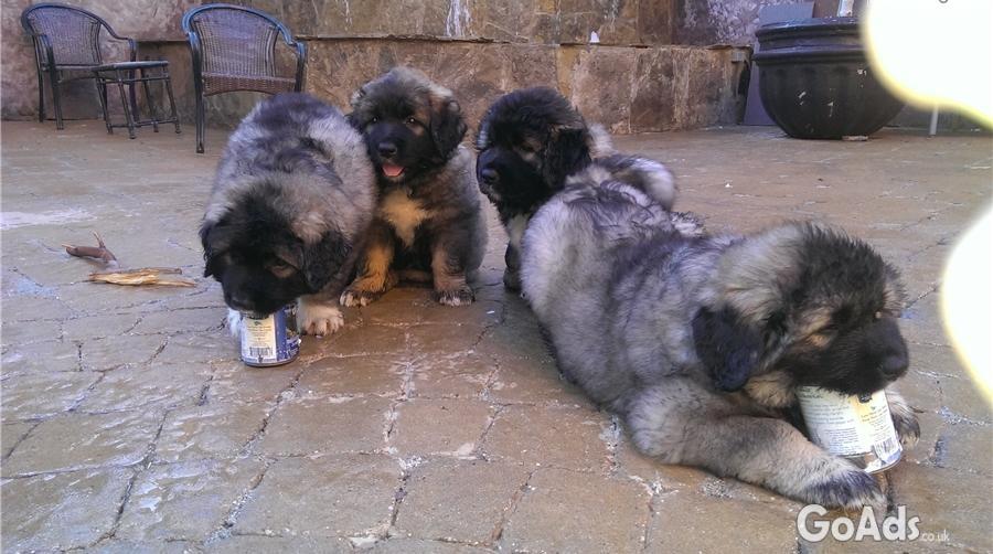 Beautiful Caucasian Ovcharka Shepherd Puppies for sale !!!