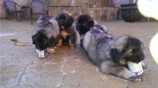 Beautiful Caucasian Ovcharka Shepherd Puppies for sale !!!