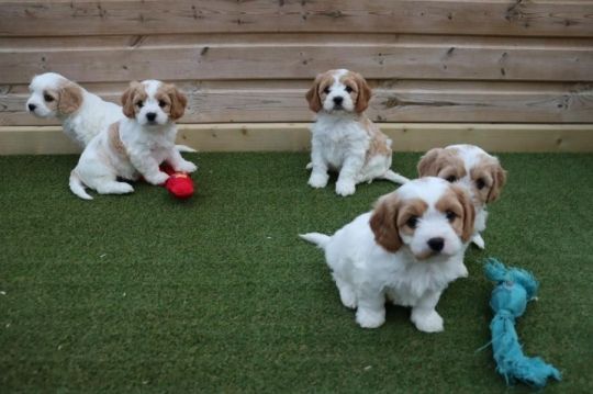 Beautiful cavachon puppies