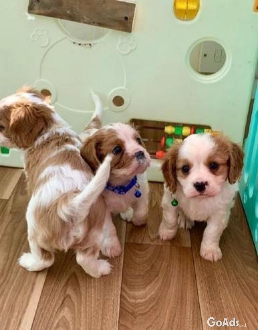 Beautiful Cavalier King Charles Spaniel Puppies Available 