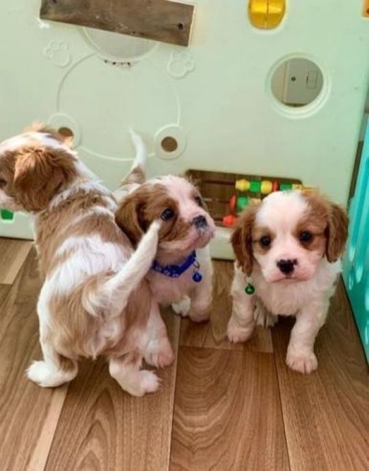 Beautiful Cavalier King Charles Spaniel Puppies Available