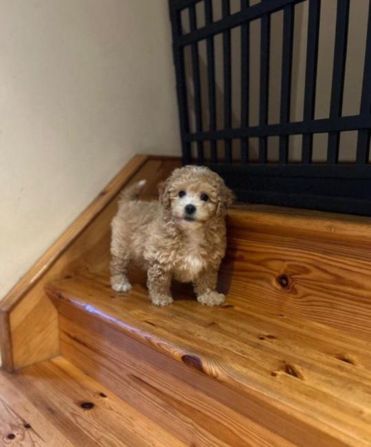 🐾 Beautiful Cavapoo Puppies Looking for Loving Homes 🐾
