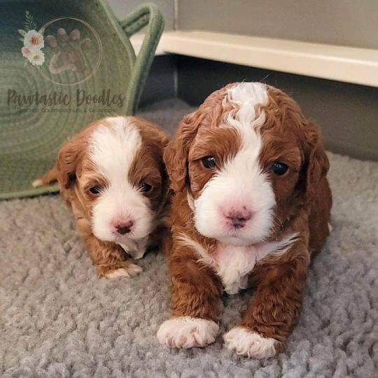 Beautiful Cavapoos Puppies