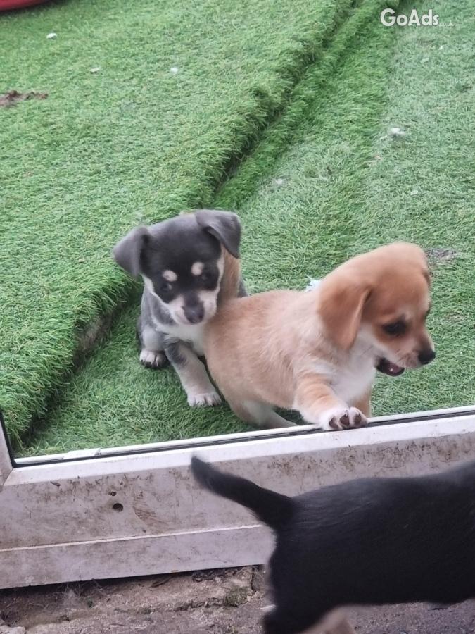 Beautiful chihuahua x jack pups for sale 4males 